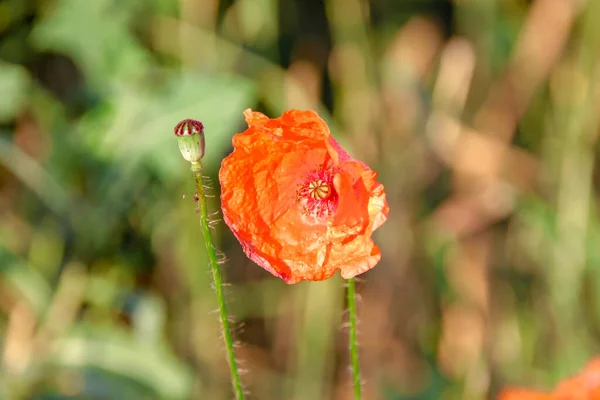 Flor Vermelha Pétalas Papoula Campo — Fotografia de Stock