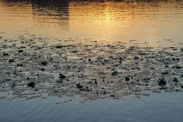 Vatten Dammen Vid Solnedgången Med Liljor — Stockfoto