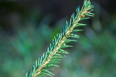 Yağmurdan sonra bir Noel ağacının yeşil dalları