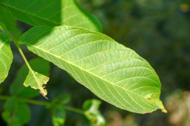 Ağustos 'ta yeşil yapraklar ve güneş ışıkları