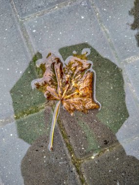 Yağmurdan sonra su damlalarıyla ayrılır