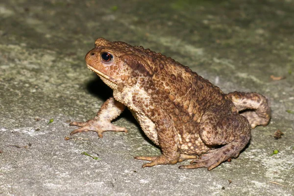 Grüner Frosch Sitzt Nachts Auf Dem Beton — Stockfoto