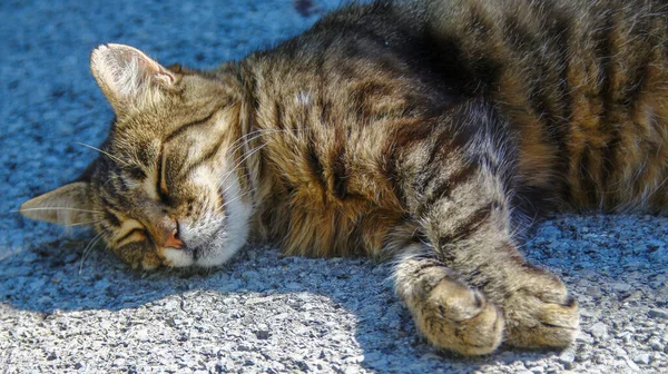 Gatto Dorme Sole Sull Asfalto — Foto Stock