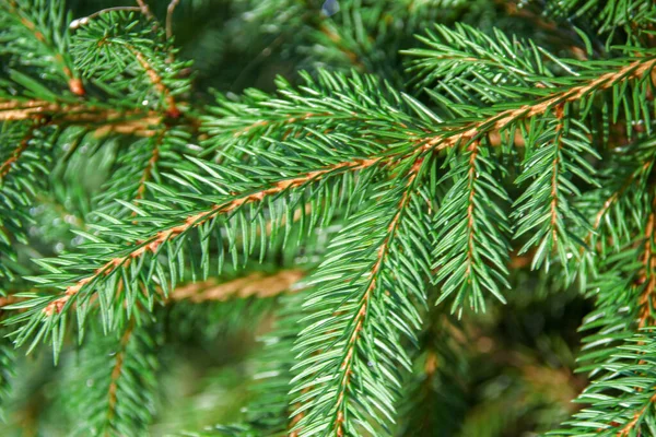 Zelené Větve Vánočního Stromku Dešti — Stock fotografie