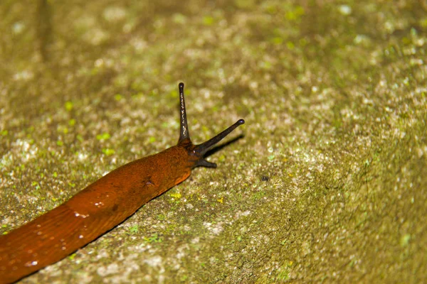 Una Chiocciola Gialla Scivolosa Striscia Terra Dopo Pioggia — Foto Stock