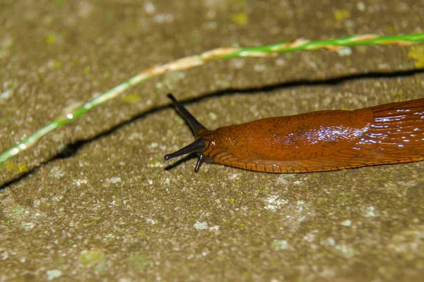 Una Chiocciola Gialla Scivolosa Striscia Terra Dopo Pioggia — Foto Stock