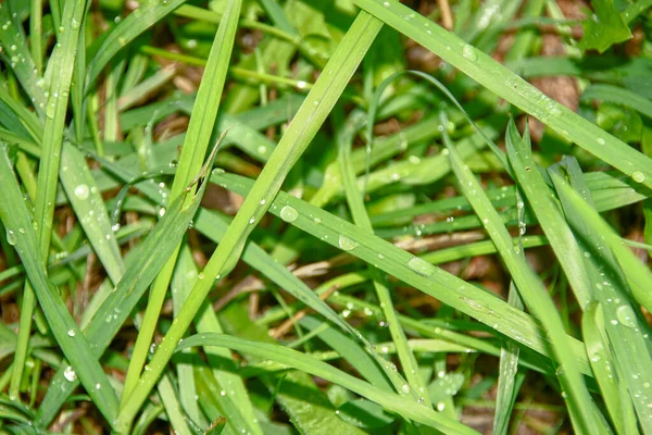 Grama Verde Com Gotas Água Chuva — Fotografia de Stock
