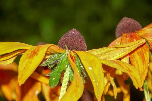 Flor Con Pétalos Amarillos Jardín Flores Agosto — Foto de Stock