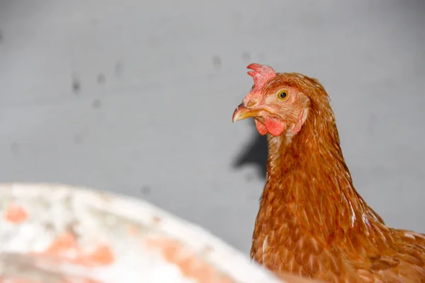 Vörös Tollú Csirke Gazdaságban — Stock Fotó