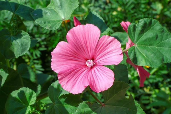 Little Pink Flower Petals Park — Stock Photo, Image