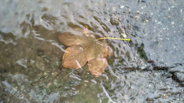 Листья После Дождя Каплями Воды — стоковое фото