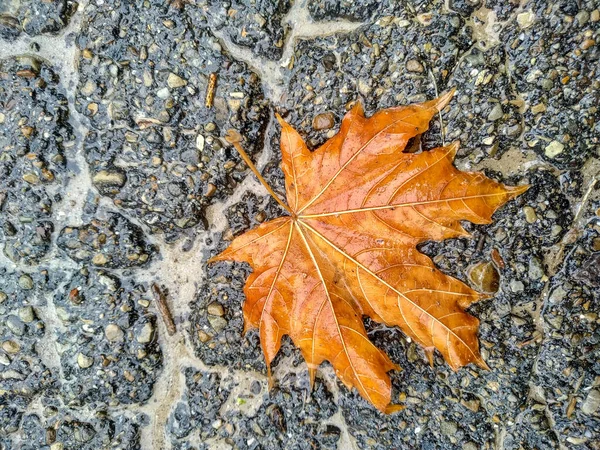 Листья После Дождя Каплями Воды — стоковое фото