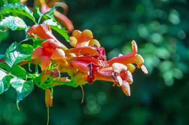 Bahçedeki güzel sarı çiçek