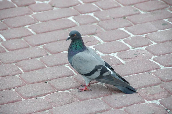 Urbane Wilde Blaue Taube Auf Dem Bürgersteig — Stockfoto