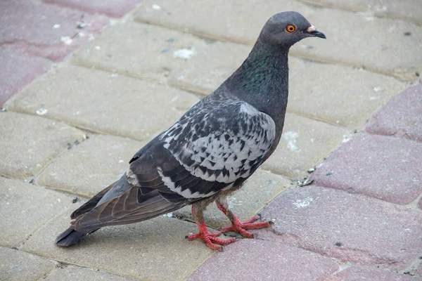 Asfaltta Mavi Bir Güvercin — Stok fotoğraf