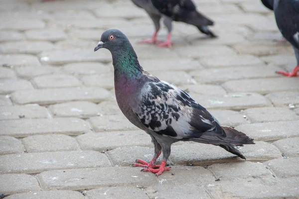 Asfaltta Mavi Bir Güvercin — Stok fotoğraf