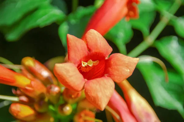 Belle Fleur Jaune Dans Jardin — Photo