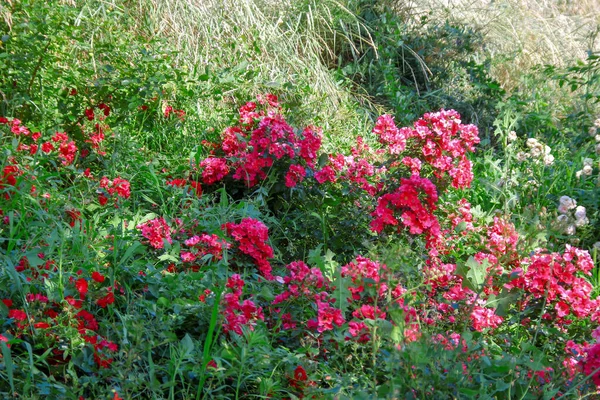 花园里美丽的红玫瑰花 — 图库照片