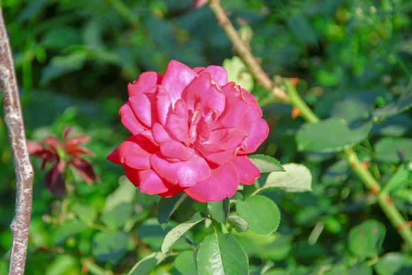 Piękne Kwiaty Czerwonych Róż Ogrodzie — Zdjęcie stockowe