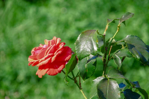 Όμορφα Λουλούδια Από Κόκκινα Τριαντάφυλλα Στον Κήπο — Φωτογραφία Αρχείου