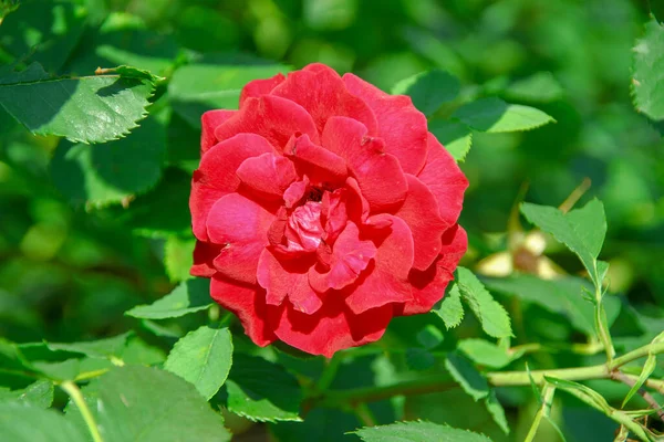 Όμορφα Λουλούδια Από Κόκκινα Τριαντάφυλλα Στον Κήπο — Φωτογραφία Αρχείου