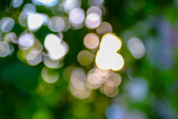 Defocus Sun Rays Background Leaves Garden — Photo