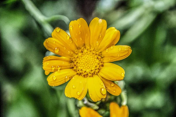 雨后露珠的花朵宏观摄影 — 图库照片