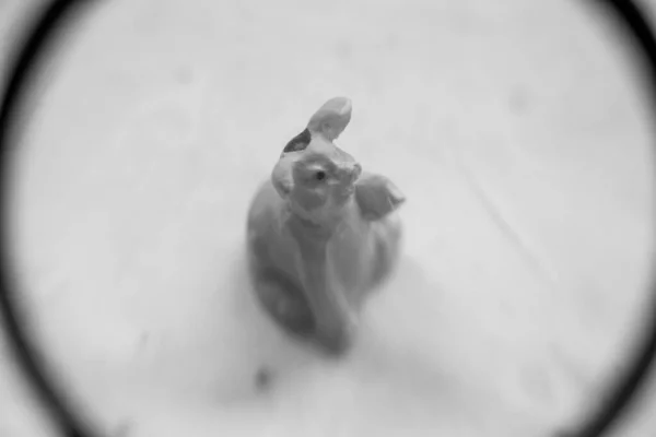 Макро Кадр Маленькой Веселой Игрушечной Свиньи — стоковое фото