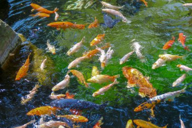 Hayvanat bahçesindeki güzel renkli balıklar