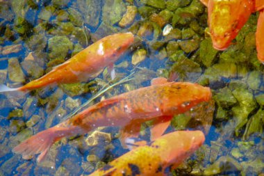 Hayvanat bahçesindeki güzel renkli balıklar