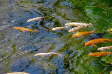 Hayvanat bahçesindeki güzel renkli balıklar