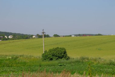 Yeşil buğday tarlası ve mavi gökyüzü