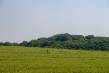 Yeşil buğday tarlası ve mavi gökyüzü