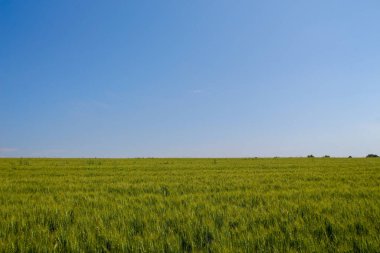 Yeşil buğday tarlası ve mavi gökyüzü