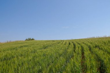 Yeşil buğday tarlası ve mavi gökyüzü
