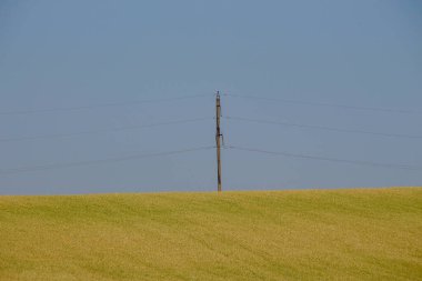 Yeşil buğday tarlası ve mavi gökyüzü