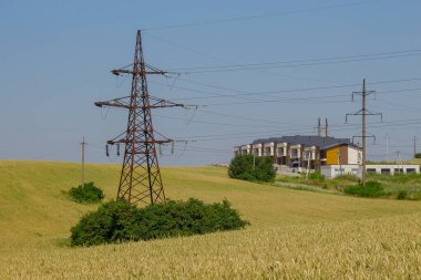 Yeşil buğday tarlası ve mavi gökyüzü