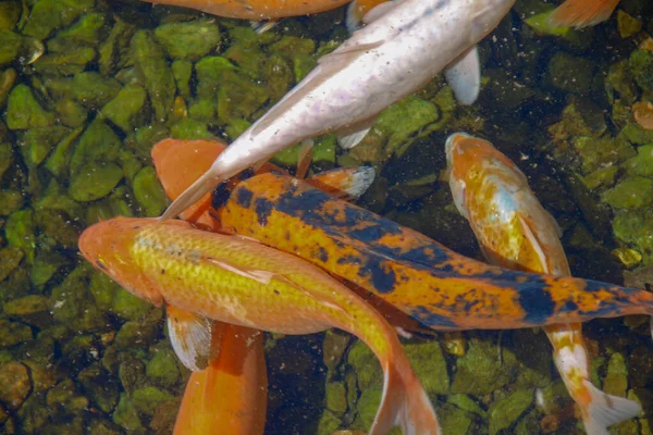 Ikan Berwarna Indah Kebun Binatang — Stok Foto