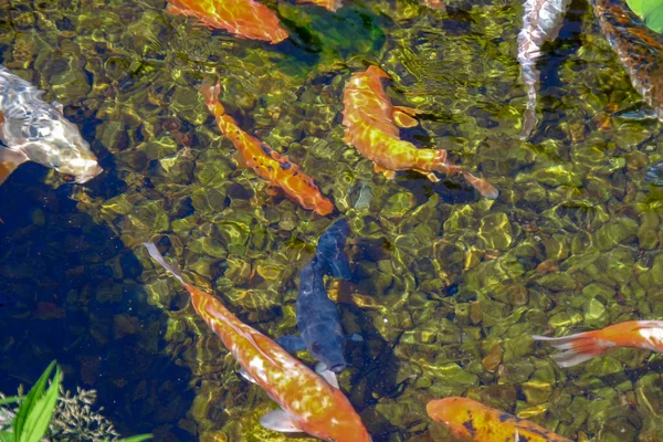 Belos Peixes Coloridos Zoológico — Fotografia de Stock