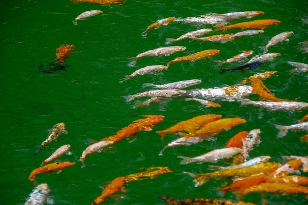 Beautiful Colored Fish Zoo — Stock Photo, Image