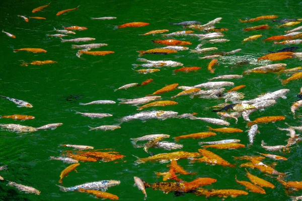 Ikan Berwarna Indah Kebun Binatang — Stok Foto