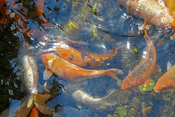 動物園の美しい色の魚 — ストック写真