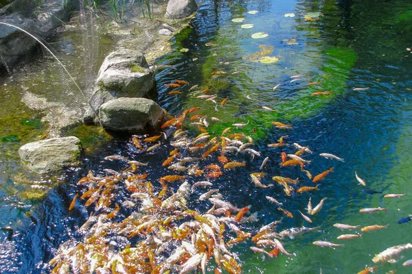 Schöne Bunte Fische Zoo — Stockfoto