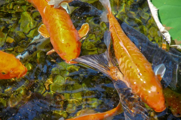 Beautiful Colored Fish Zoo — Stock Photo, Image