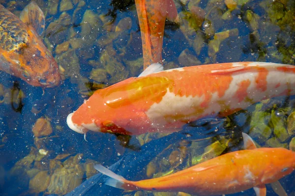 Ikan Berwarna Indah Kebun Binatang — Stok Foto