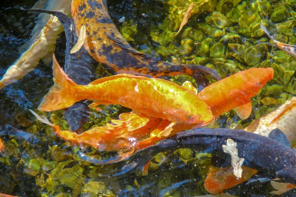 Belos Peixes Coloridos Zoológico — Fotografia de Stock