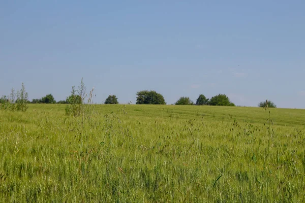 Champ Blé Vert Ciel Bleu — Photo