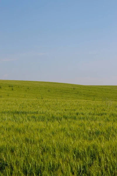 Grönt Vetefält Och Blå Himmel — Stockfoto