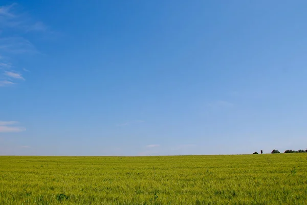 Grönt Vetefält Och Blå Himmel — Stockfoto