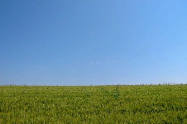 Yeşil Buğday Tarlası Mavi Gökyüzü — Stok fotoğraf